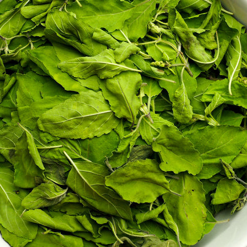 Holy Basil Leaves